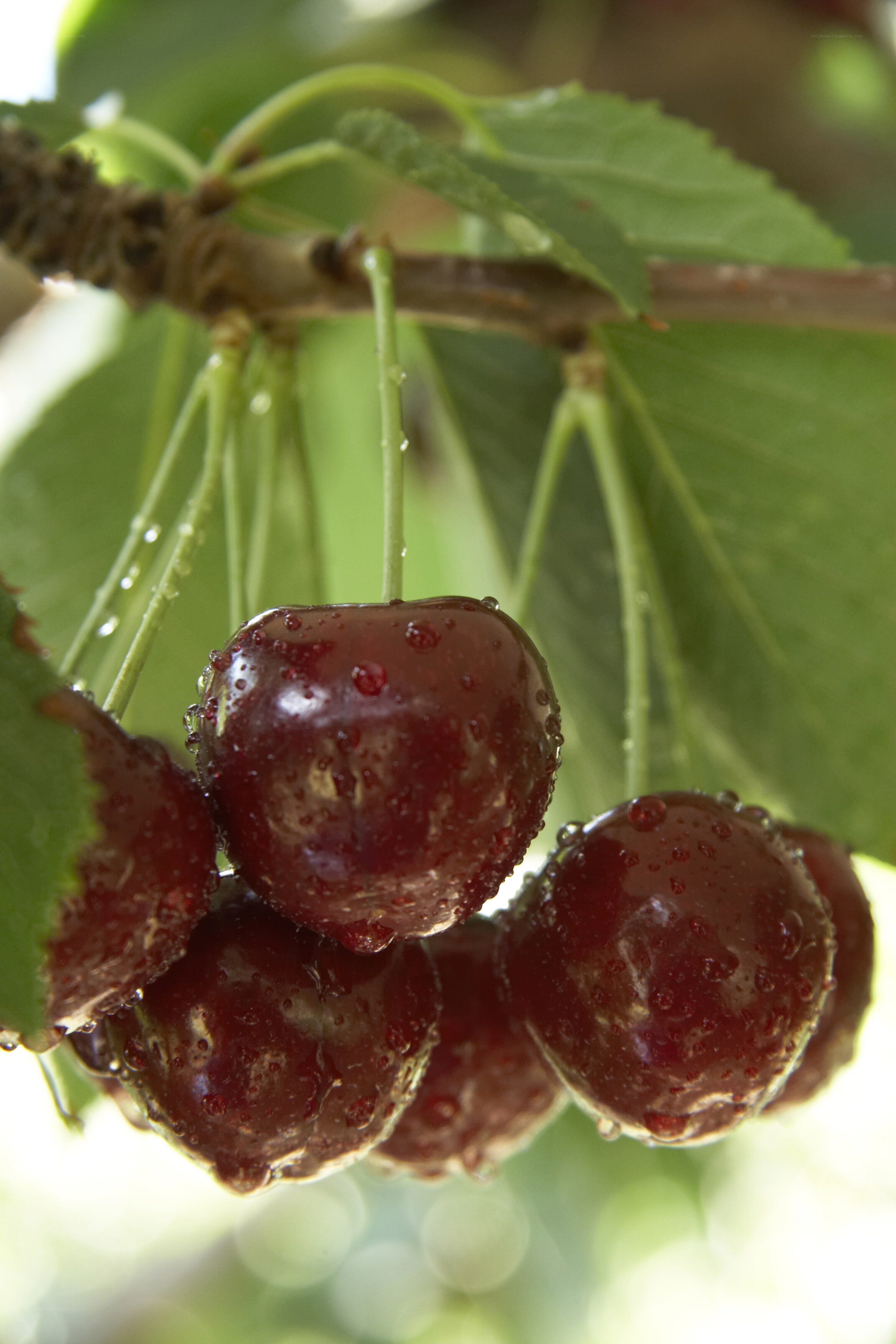 Cherries on a tree branch