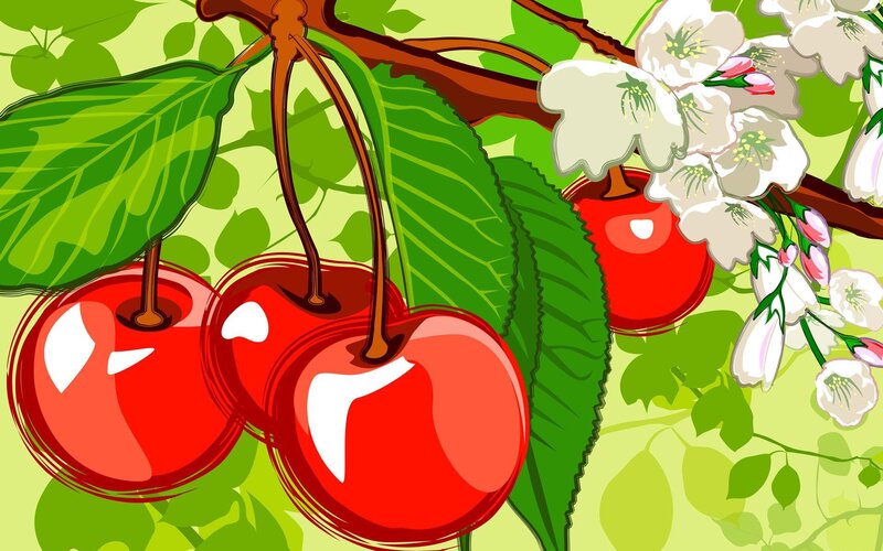 Cherries on a tree branch
