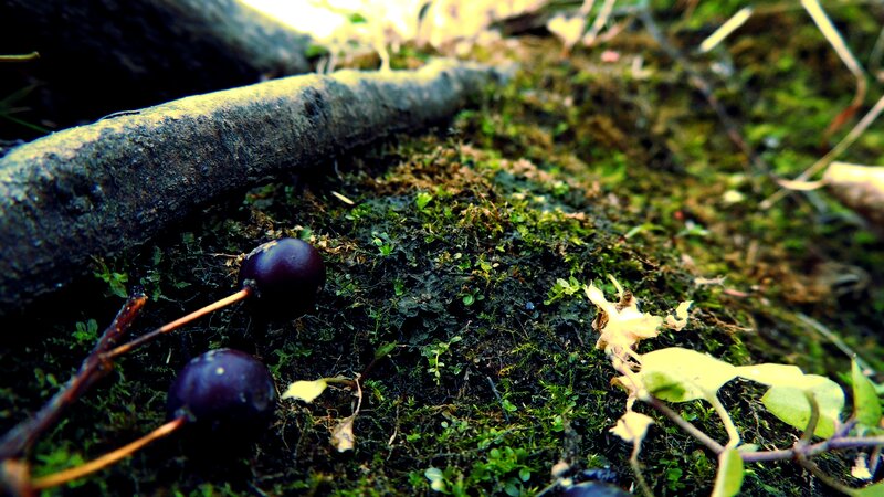 Cherries on mossy ground