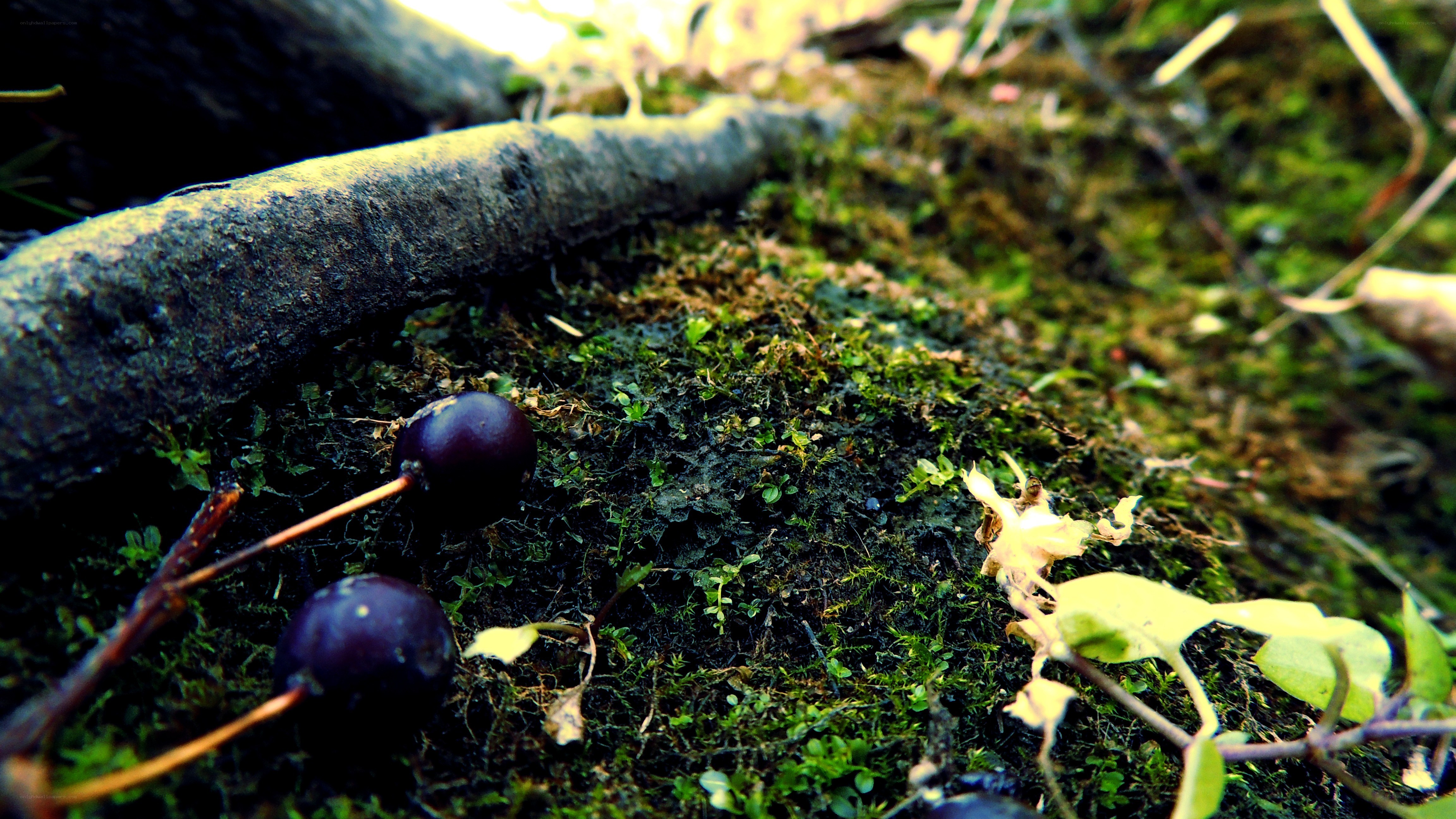 Cherries on mossy ground