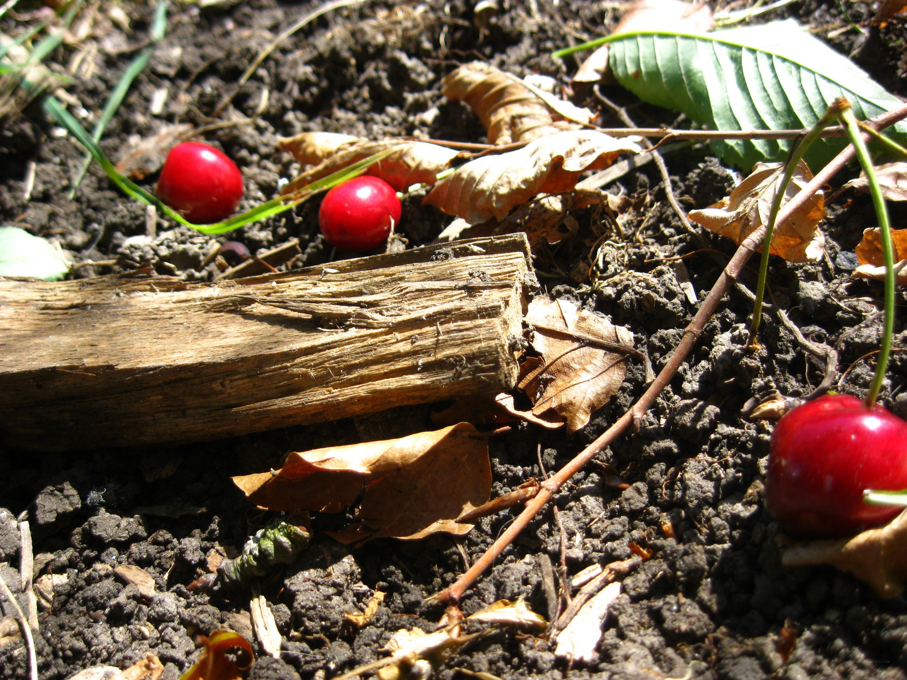 Cherries on the forest floor