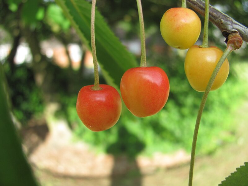 Cherries ripening on a tree