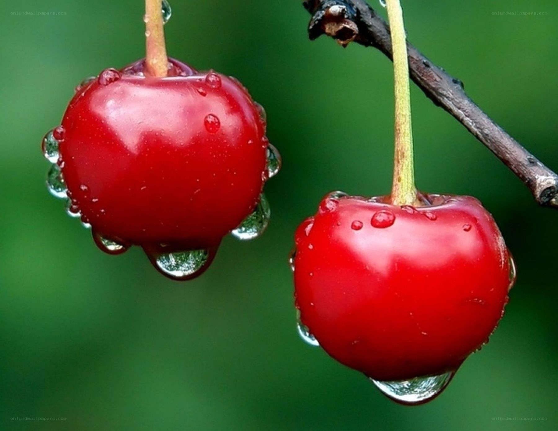 Cherries with water droplets