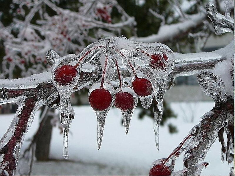 Cherry berries frozen in ice