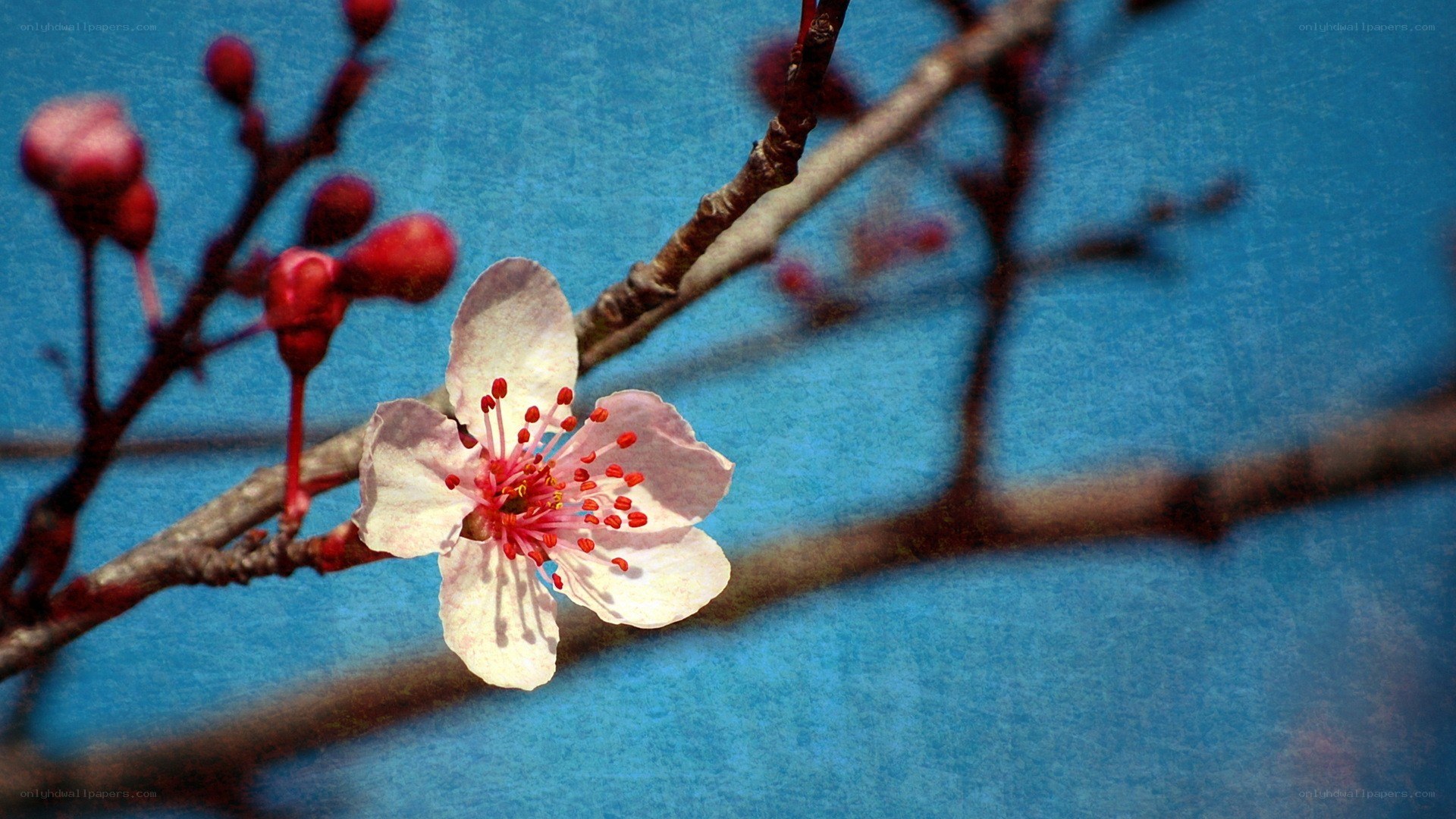 Cherry blossom against blue sky