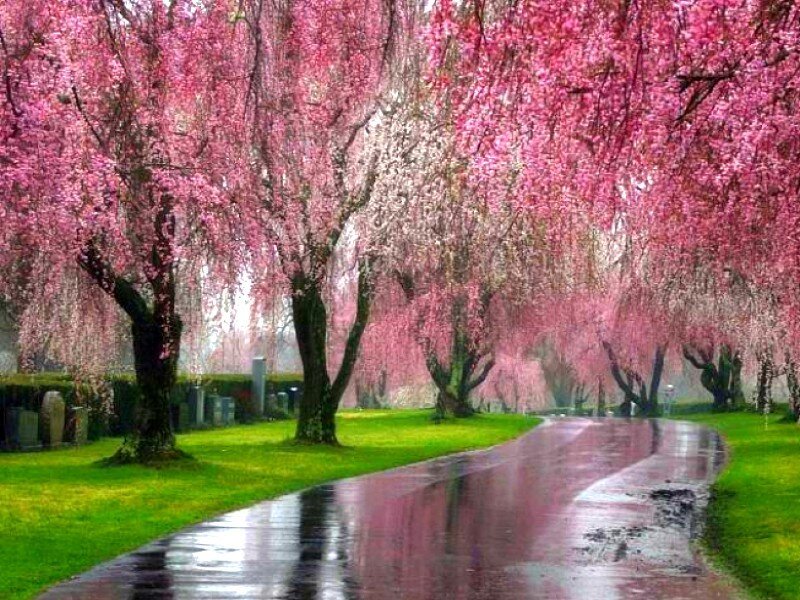 Cherry blossom alley
