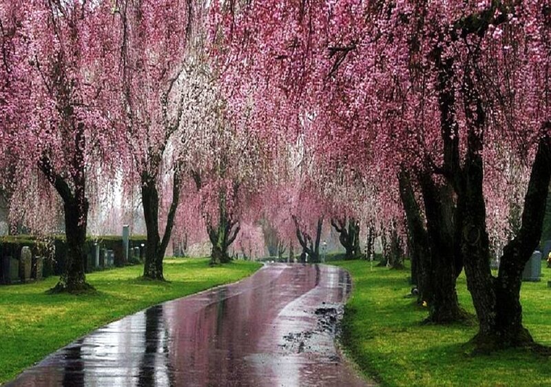 Cherry blossom alley
