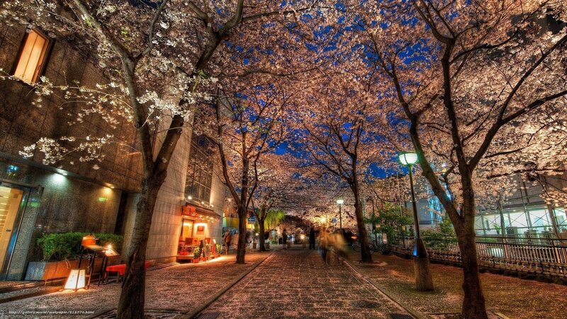 Cherry Blossom Alley at Night — Pink, Serene, Photograph