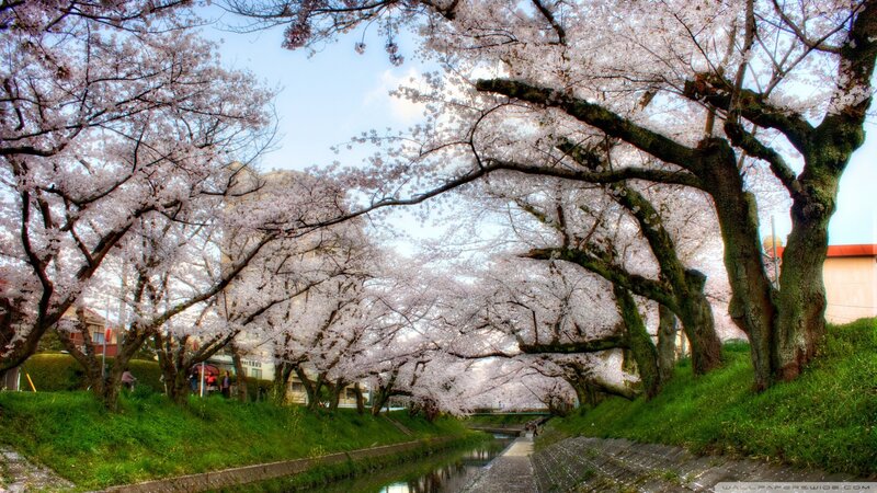 Cherry blossom alley by canal