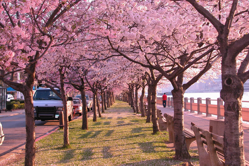 Cherry blossom alley by the water