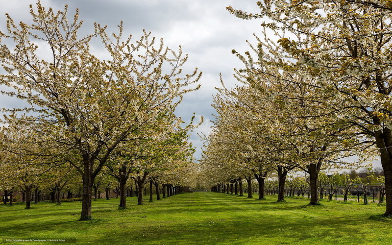 Cherry blossom alley in spring