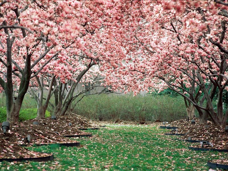 Cherry blossom alley in spring