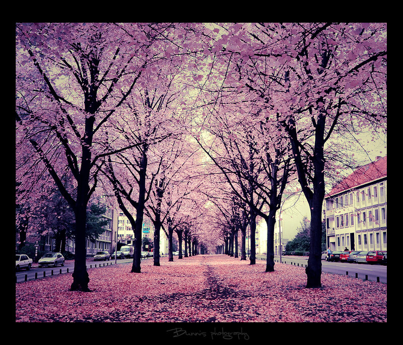 Cherry Blossom Alley — Pink, Serene, Spring