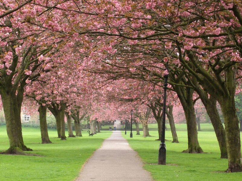 Cherry Blossom Alley — Pink