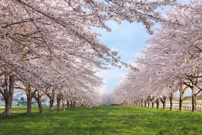 Cherry blossom alley