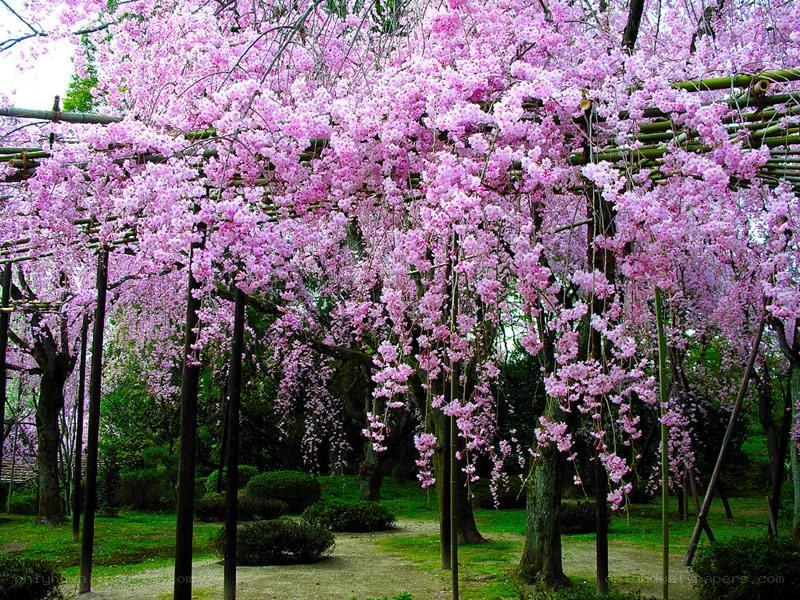 cherry blossom arbor in bloom