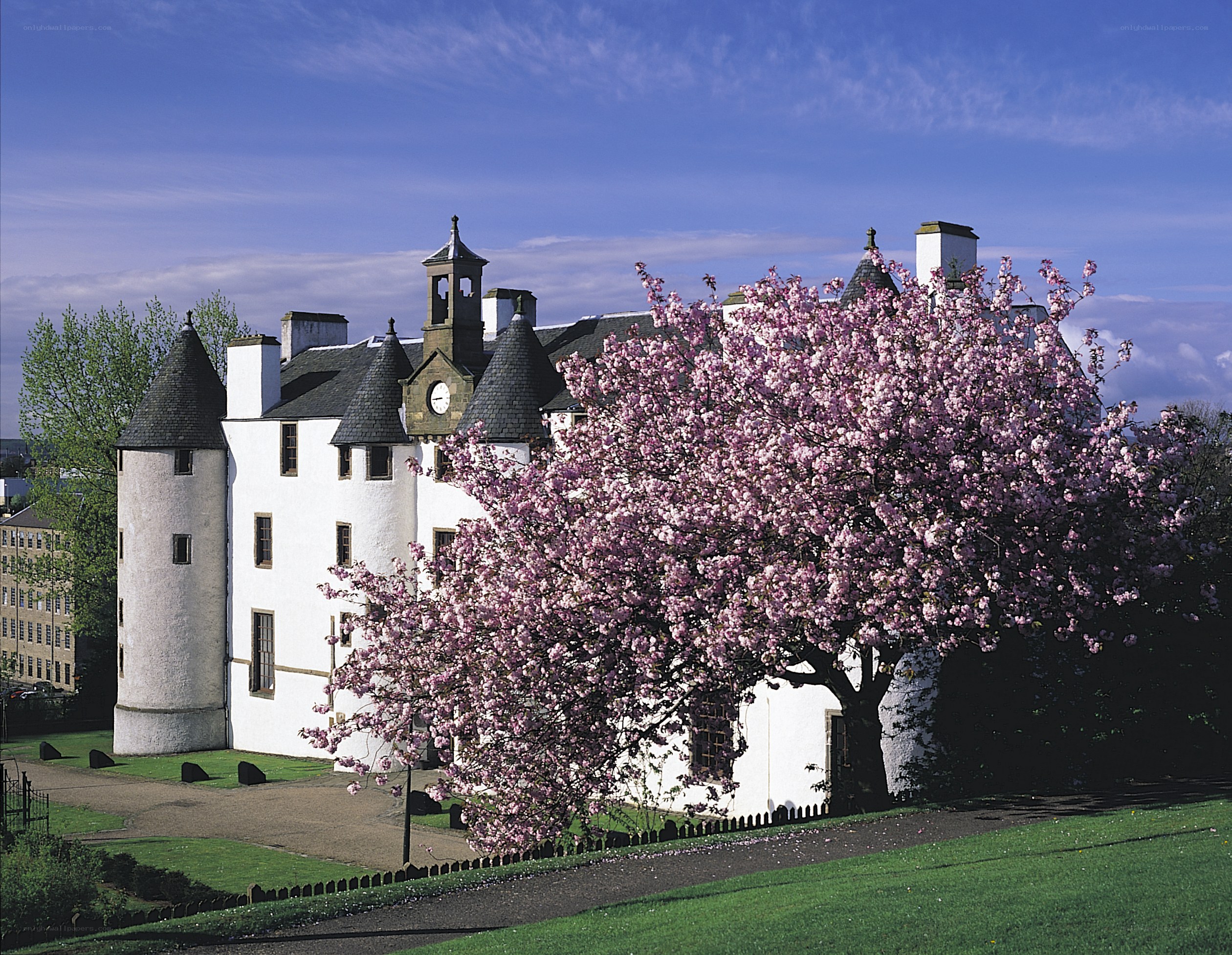 Cherry blossom at a Scottish castle