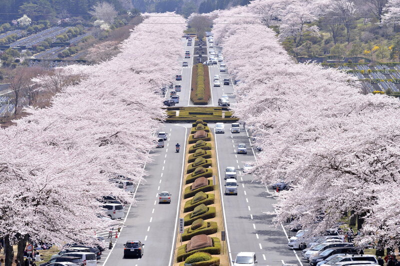 Cherry Blossom Avenue — Pink, Serene, Spring