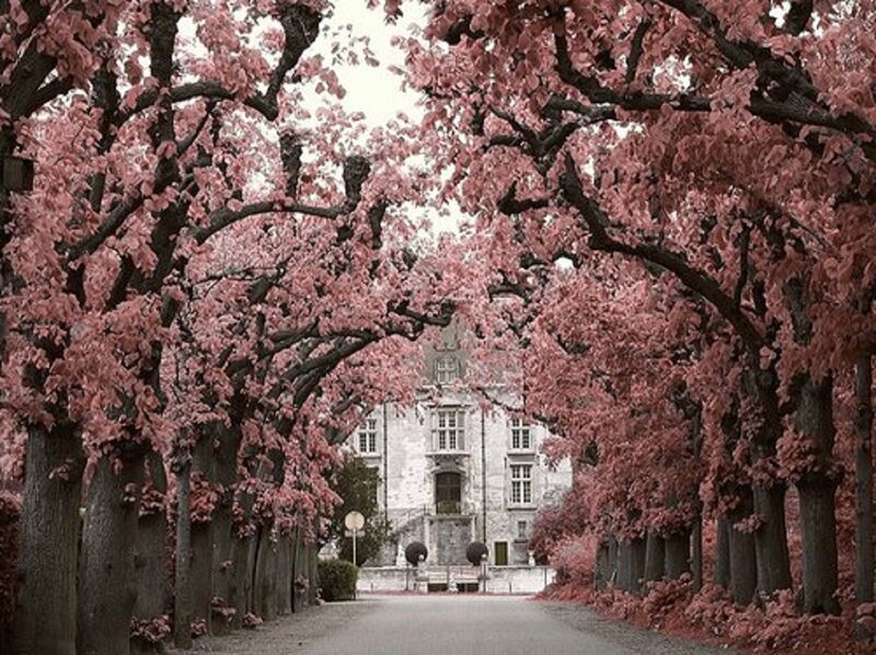 Cherry Blossom Avenue — Pink, Serene