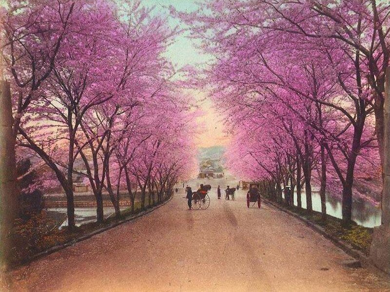 Cherry Blossom Avenue — Pink