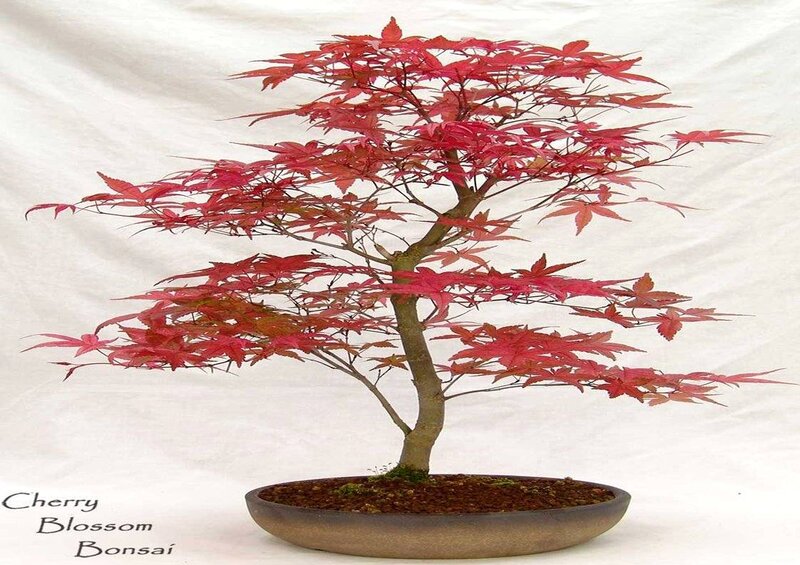 Cherry Blossom Bonsai Tree