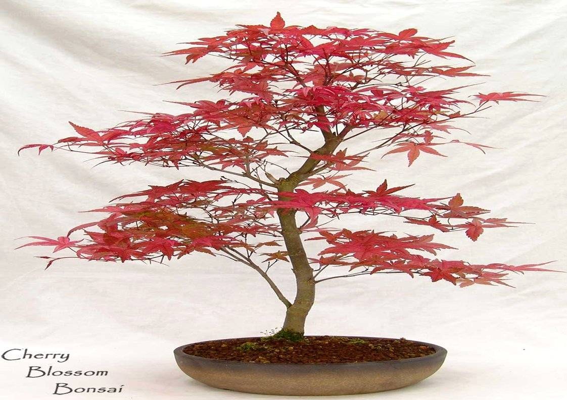 Cherry Blossom Bonsai Tree