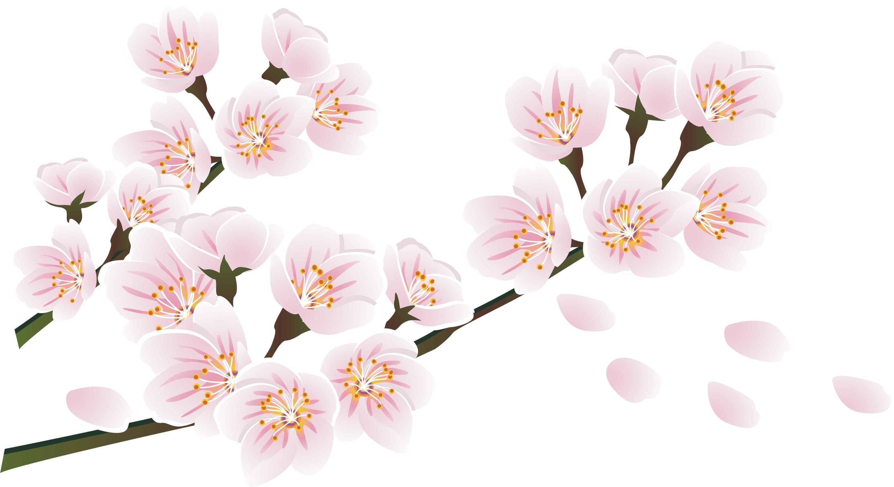 cherry blossom branch