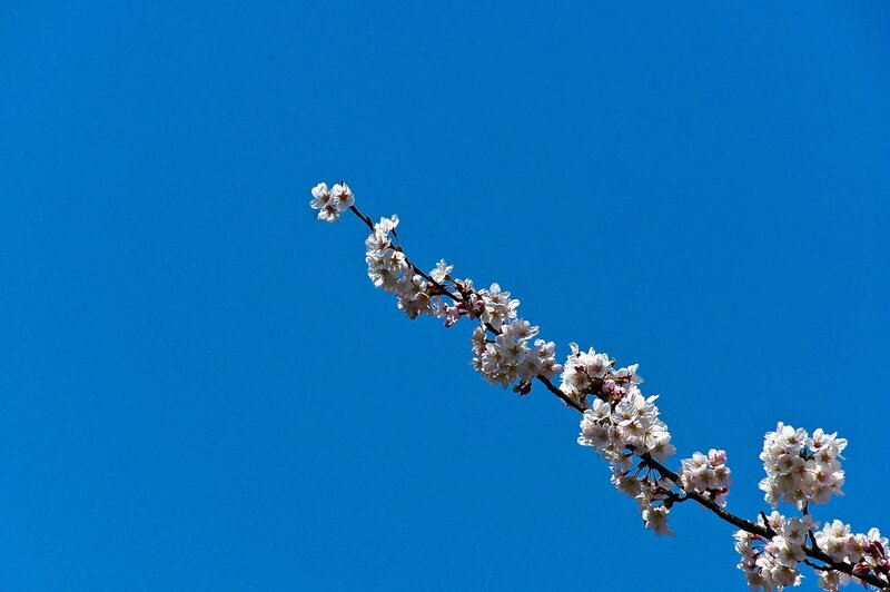 cherry blossom branch against blue sky