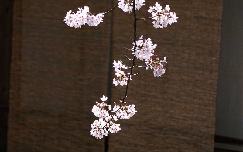 cherry blossom branch against screen