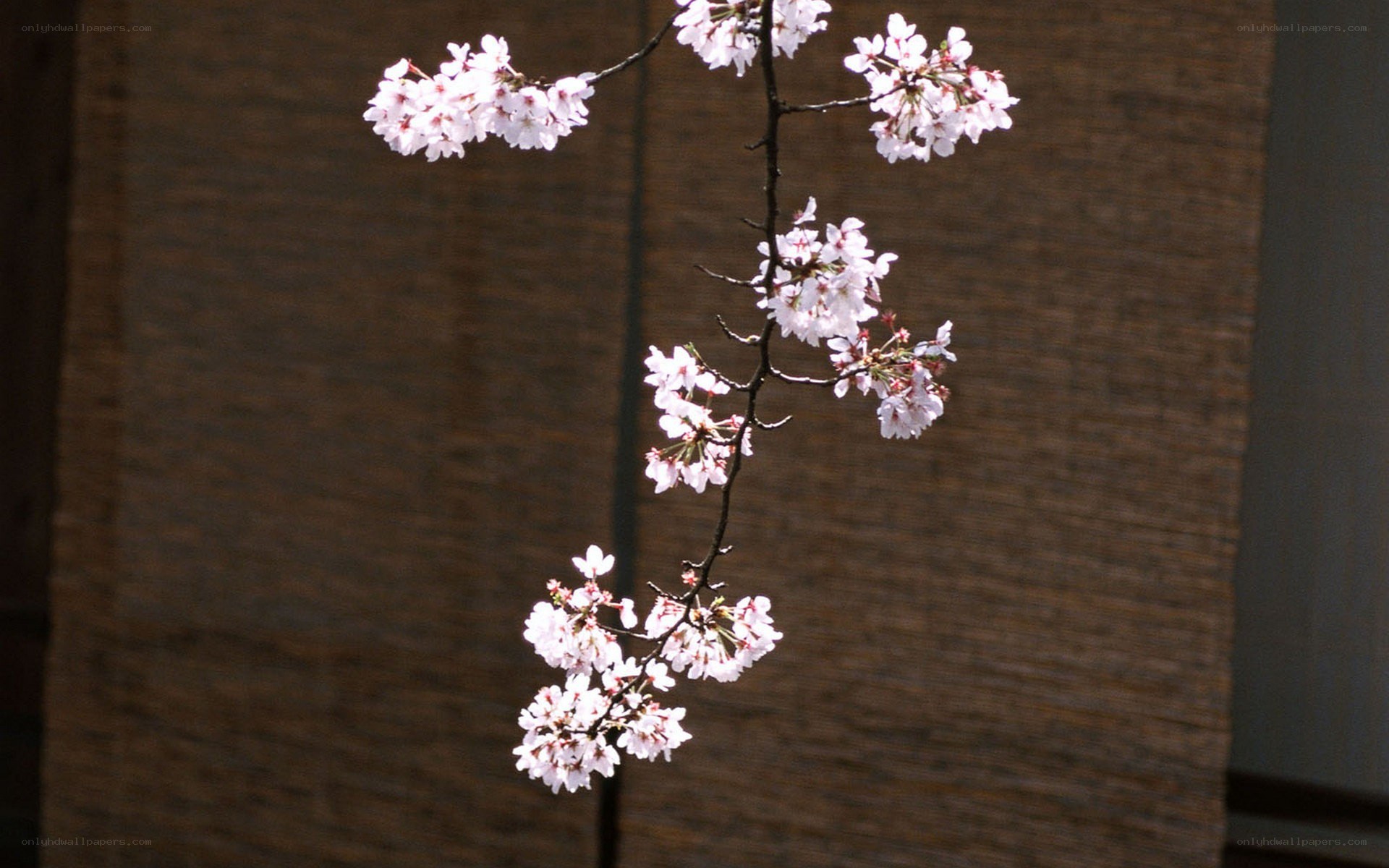 cherry blossom branch against screen