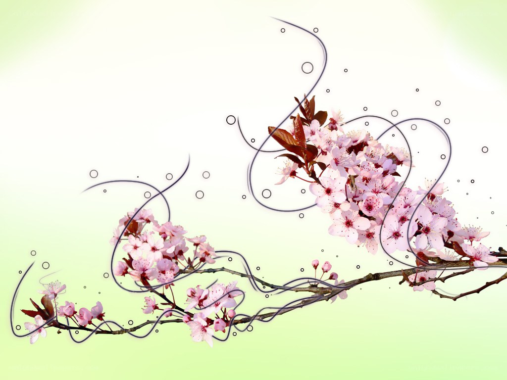 cherry blossom branch art