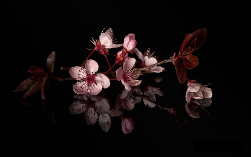 Cherry Blossom Branch — Black, Dramatic