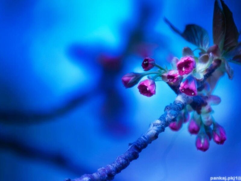 Cherry Blossom Branch — Blue, Serene, Photograph
