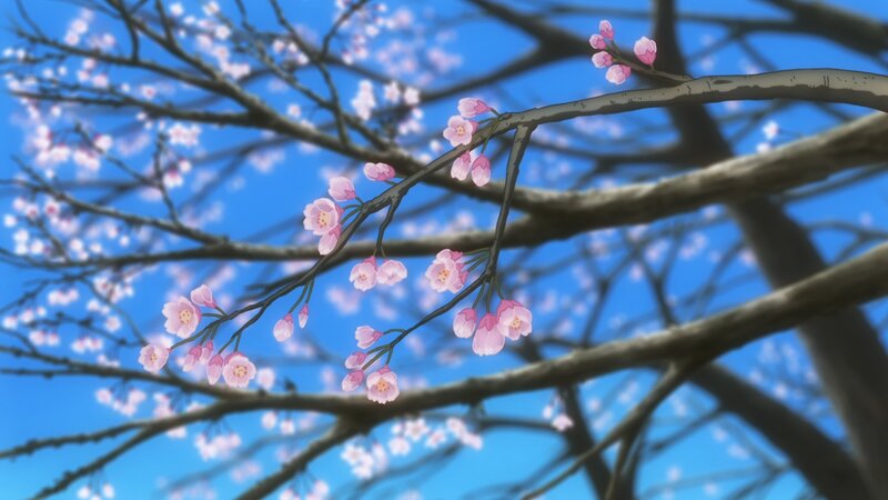 Cherry Blossom Branch — Blue, Serene, Spring, Anime