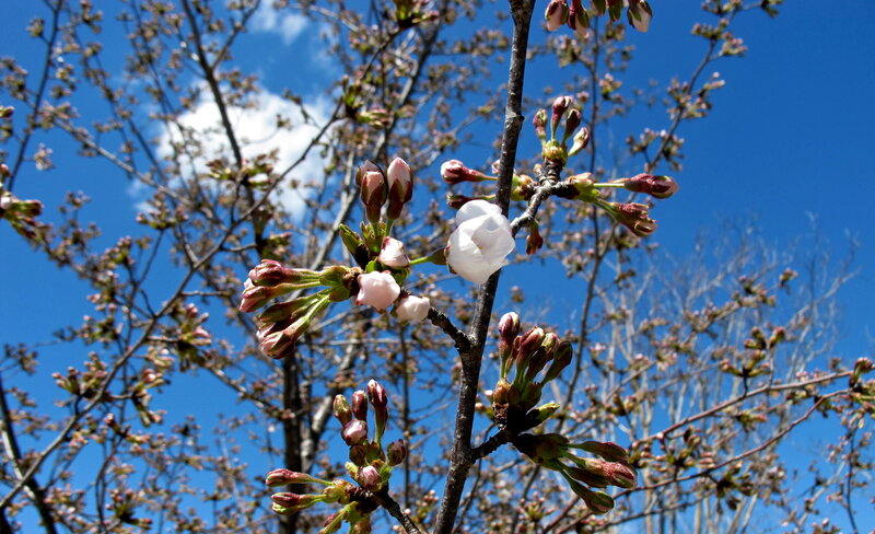 Cherry Blossom Branch — Blue, Serene, Spring, Photograph, Blossoms