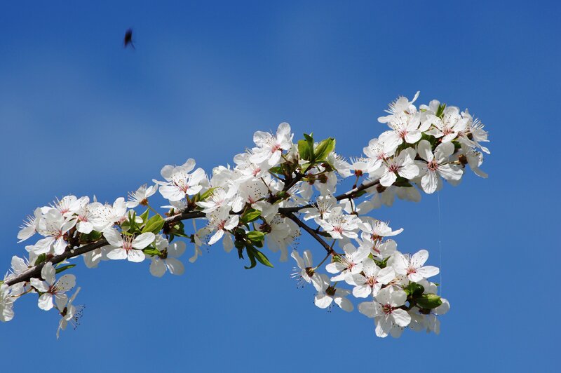 Cherry Blossom Branch — Blue, Serene, Spring, Photograph, Flowers, Leaves, Sky