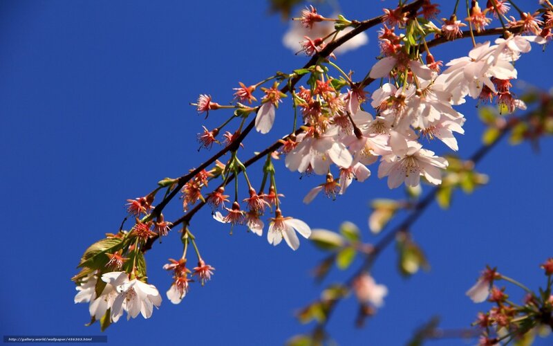 Cherry Blossom Branch — Blue, Serene, Spring, Photograph, Flowers, Sky, Leaves