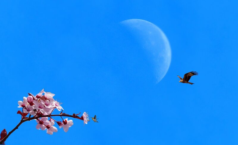 Cherry Blossom Branch — Blue, Serene, Spring, Photograph, Moon
