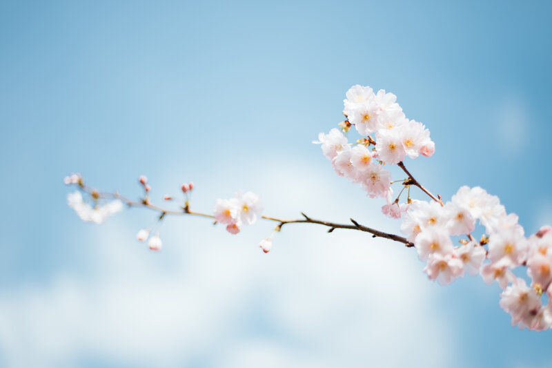 Cherry Blossom Branch — Blue, Serene, Spring, Photograph, Sky, Clouds