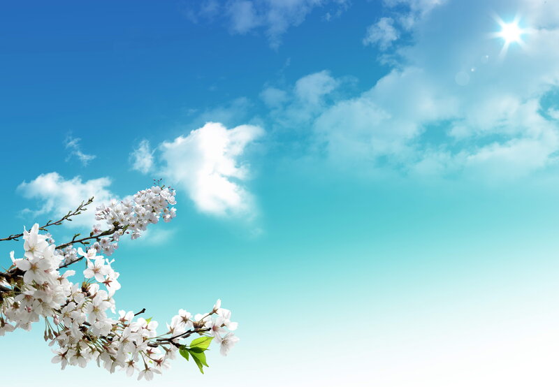 Cherry Blossom Branch — Blue, Serene, Spring, Photograph, Sky