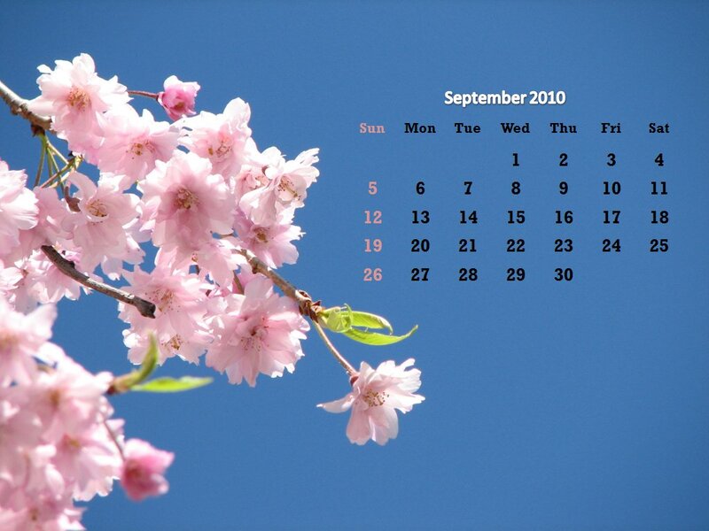Cherry Blossom Branch — Blue, Serene, Spring, Photograph