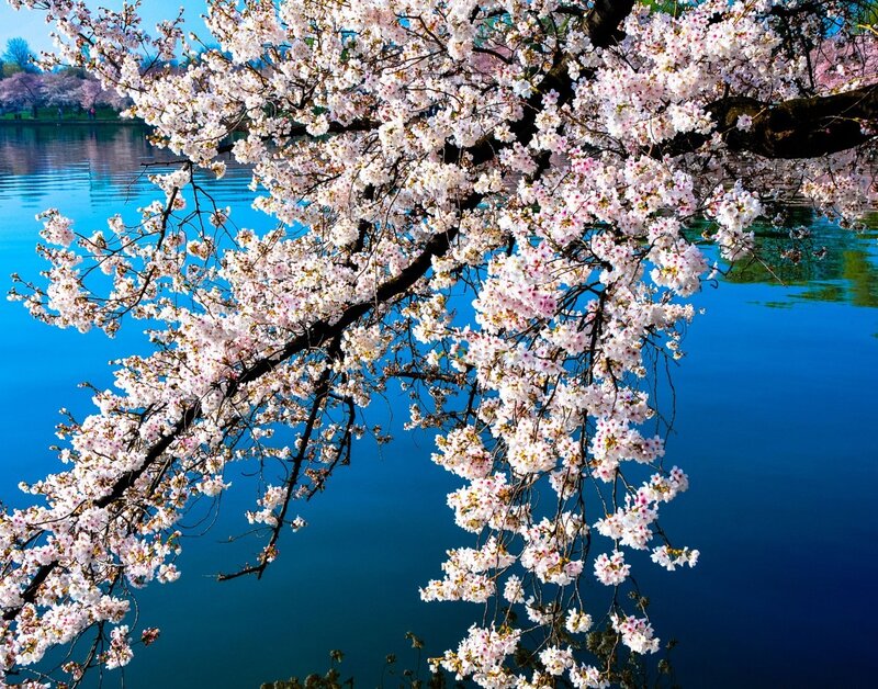 Cherry Blossom Branch — Blue, Serene, Spring, Photograph, Tree