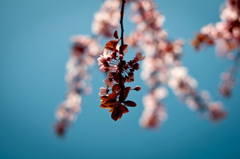 Cherry Blossom Branch — Blue, Serene, Spring