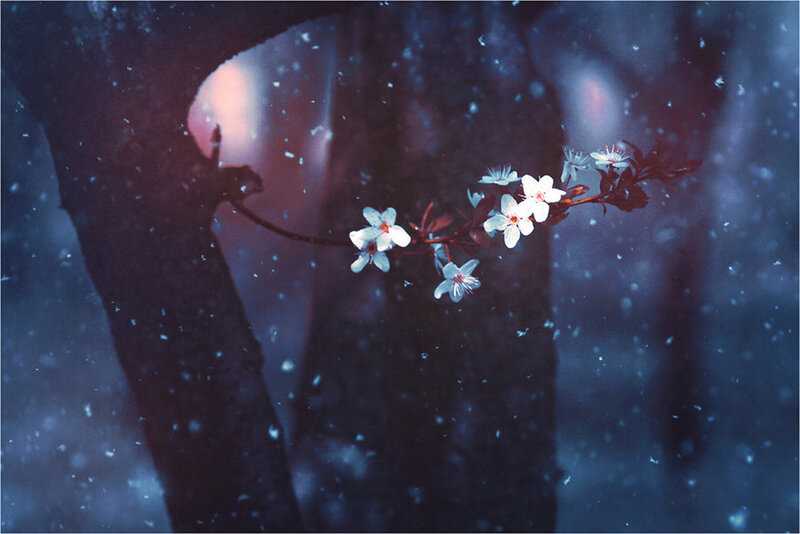 Cherry Blossom Branch — Blue, Serene, Winter