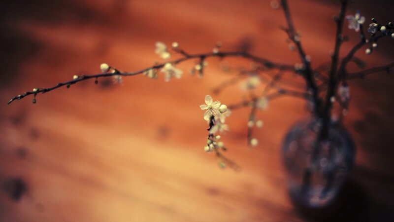 Cherry Blossom Branch — Brown, Serene, Photograph