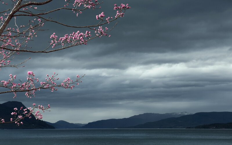Cherry Blossom Branch — Gray