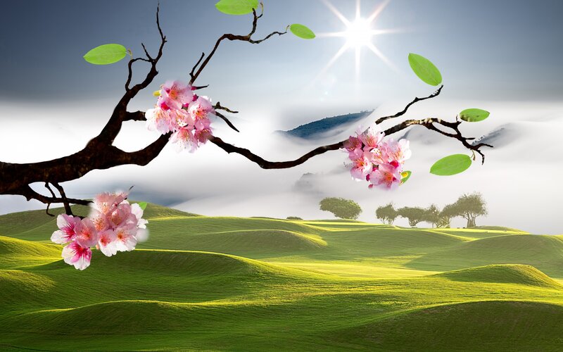 Cherry Blossom Branch — Green, Serene, Morning