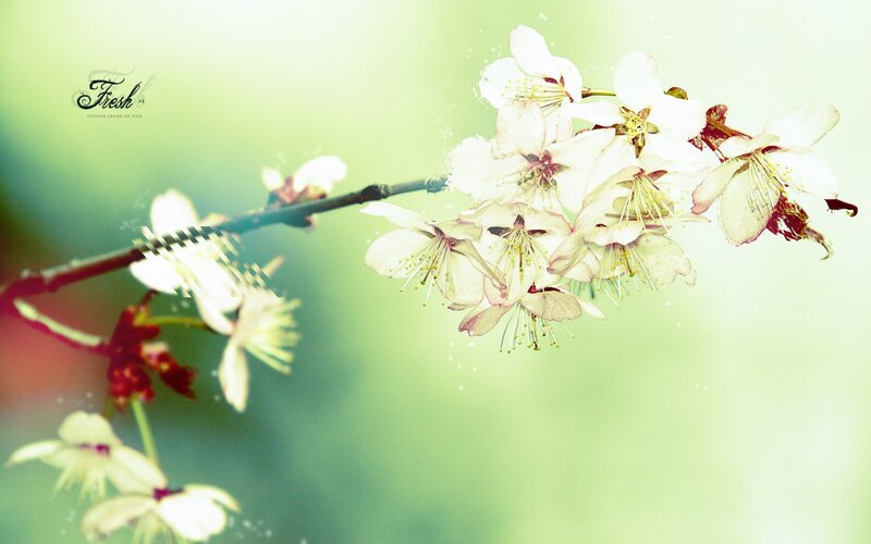 Cherry Blossom Branch — Green, Serene, Spring, Photograph, Flowers, Background