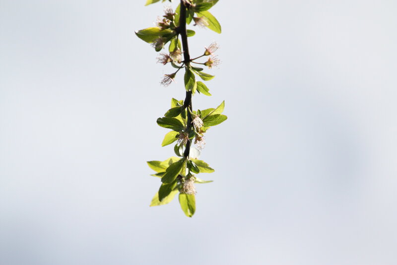 Cherry Blossom Branch — Green, Serene, Spring