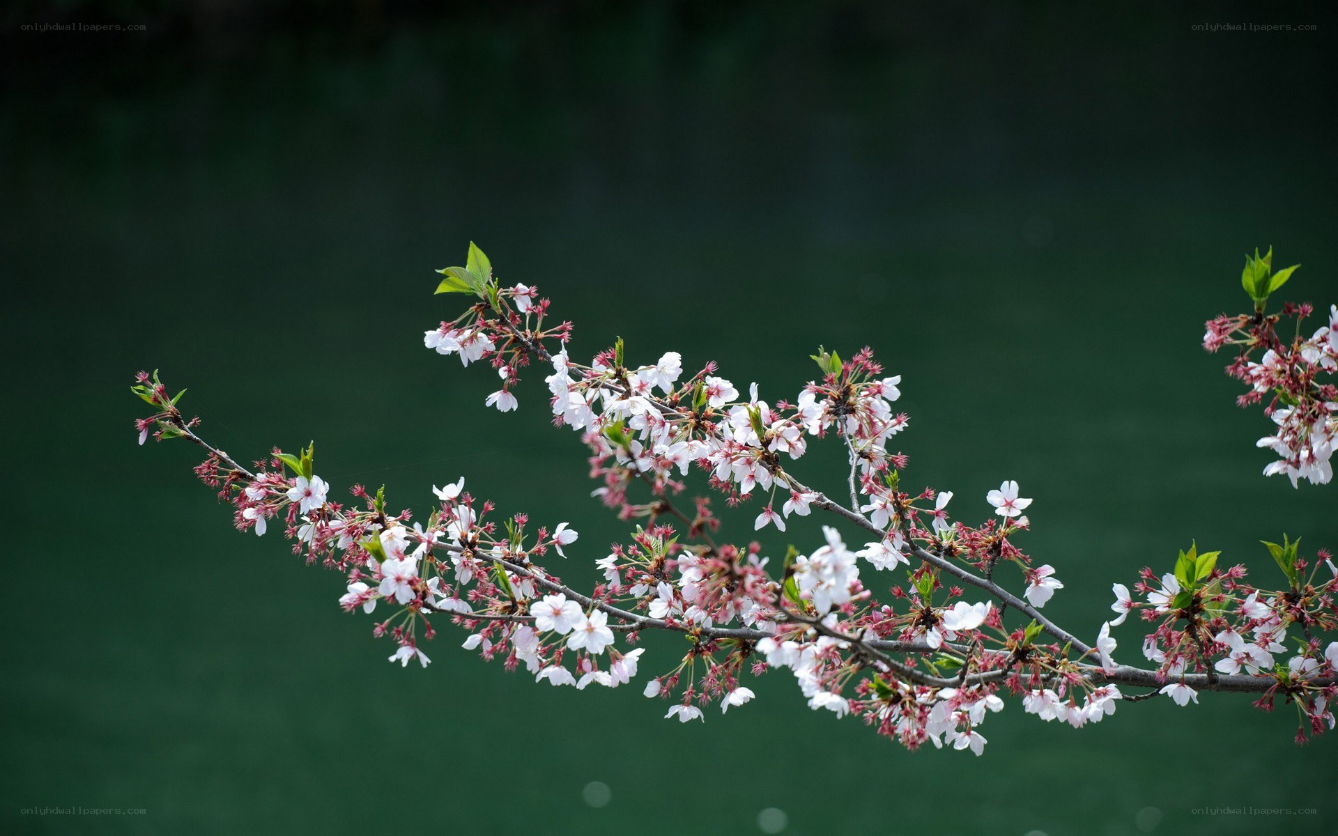cherry blossom branch in bloom